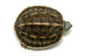 Mauremys sinensis juvenil
